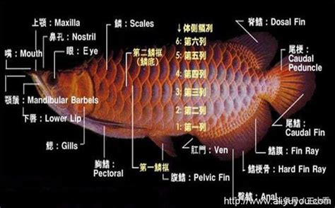 龍魚浮背|【龍魚浮背】小心！龍魚浮背：降水位和治療方法一次掌握 – 每日。